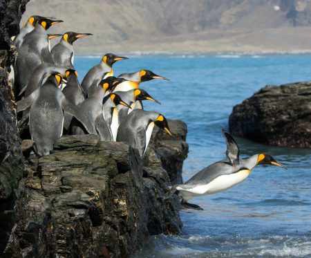 Pinguine springen ins Meer